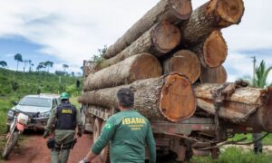 Fraudes em sistemas de controle florestal serão investigadas pelo Ibama
