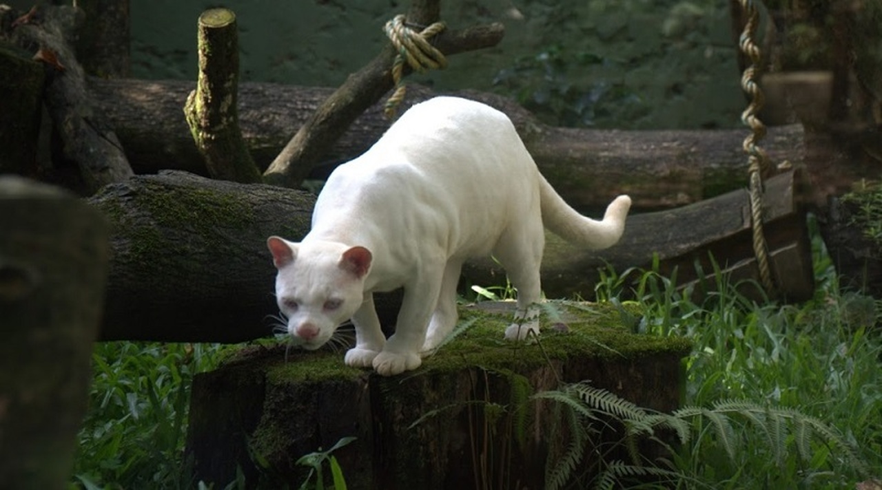 jaguatirica