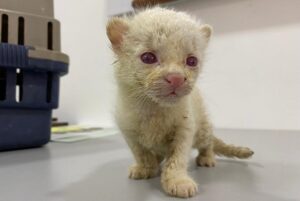 Veja como está a única jaguatirica albina do mundo um ano após resgate