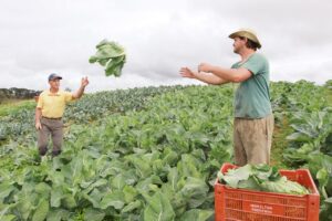 Piso para trabalhadores da agricultura aumenta pouco mais de 1% no PR