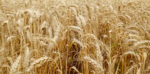 Produtividade de trigo tem alta de 16% no RS