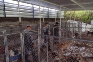 Centenas de cães que sofriam maus-tratos  são resgatados no PR