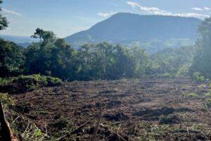 Após denúncia, IAT impede desmatamento gigantesco no Paraná