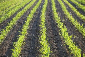 Plantio da segunda safra de milho chega a 20 mil hectares no Paraná