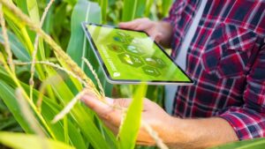 Nova plataforma facilita acesso a dados da agropecuária brasileira