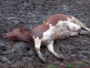 “Vivemos com medo todos os dias; a rede está podre”, diz família de produtores que perdeu animais por descarga elétrica