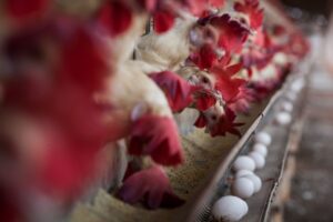 Curso auxilia trabalho dos produtores de aves e suínos