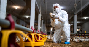 Entidades sanitárias permanecem em alerta contra gripe aviária