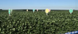 Tecnologia ajuda agricultor na tomada de decisões e a melhorar a produtividade