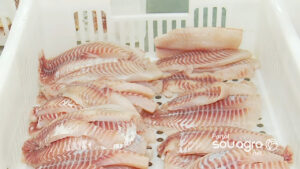 Produção de peixes cresce e setor tem boa expectativa para 2023