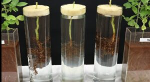 Estratégias de manejo evitam grandes problemas com nematoides nas lavouras