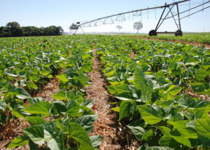 Mudanças climáticas comprometem futuro da produtividade do feijão no Brasil