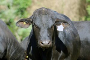 Avaliação permite que criadores de Brangus tenham dados importantes para a produção