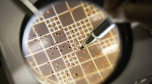 Saiba quais as vantagens de usar bioinsumos para milho e pastagens