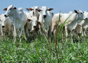 Novo sistema intensifica a produção animal