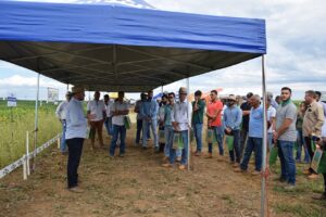 Novas cultivares de soja são apresentadas em Dia de Campo
