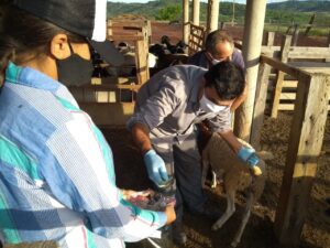 Caravana irá apresentar resultados de inovação para caprinocultura e ovinocultura