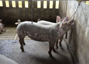 Brinquedos auxiliam produtores de porco para melhorar o comportamento dos animais