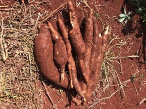 Embrapa vai apresentar tecnologias sobre banana e mandioca no Show Rural