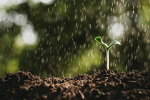 Perdas de nutrientes e comprometimento da produtividade são consequências da chuva em excesso na lavoura