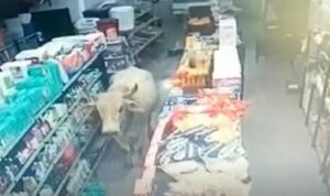 Boi invade mercearia e derruba produtos da prateleira