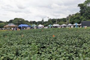 Vitrine de tecnologia do agro recebe centenas de pesquisadores no Paraná