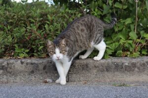 Saiba os cuidados básicos para manter a saúde do gato em dia
