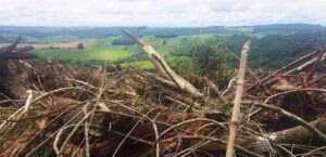 Polícia prende oito pessoas em flagrante por crime ambiental no Paraná