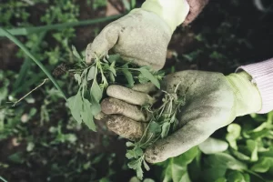 Nova planta daninha presente no MS será tema de evento on-line