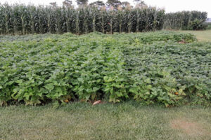 Visitantes do Show Rural vão conhecer novas cultivares de feijão