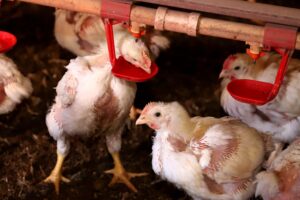 Participação de aves em eventos agropecuários está suspensa