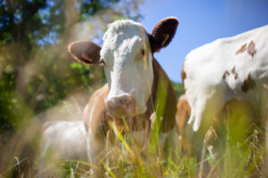 Novidades em capins para produção bovina serão apresentadas pela Embrapa