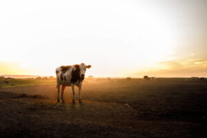 Em época de calor intenso é importante ficar atento a cuidados com os animais