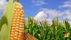 Paraná deve produzir 19 milhões de toneladas de milho em 2023