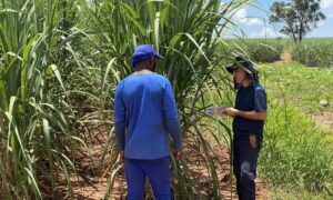 Trabalhadores em situação análoga à escravidão são resgatados em área rural