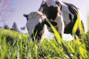 Os reflexos da “vaca louca” para os pecuaristas