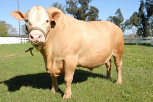 Exposição da raça Purunã é mais uma atração no Show Rural