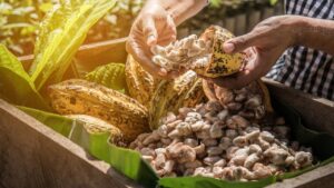 Comissão incentiva mais sustentabilidade na produção brasileira de cacau