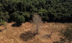 Combate ao desmatamento é prioridade para conter mudanças climáticas