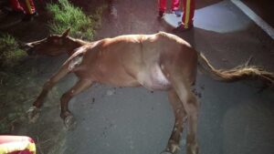 Cavalo morre ao atravessar rodovia e bater em ambulância