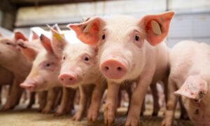 Granjas da China lutam contra novo surto de peste suína africana