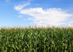 Valor da Produção Agropecuária é previsto em R$ 1,249 trilhão para 2023