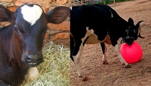 Vaca que joga bola? Conheça a história inusitada da Anastácia