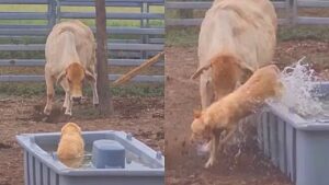 Vaca corre atrás de cachorro após vê-lo se refrescando em seu cocho
