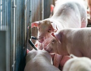 SC exportou 55,1% da carne suína brasileira em 2023