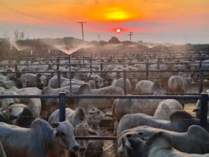 Circuito Nelore do Brasil avaliou mais de 20 mil animais em 27 etapas nacionais e internacionais
