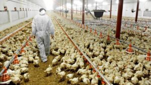 Contra gripe aviária: C.Vale intensifica prevenção nas granjas