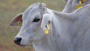 Embrapa e startup desenvolvem tecnologia barata e acessível para rastreabilidade animal
