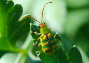 Barreiras vegetais nas áreas com hortaliças podem evitar os danos causados pela vaquinha verde-amarela
