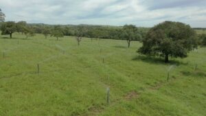 Projeto reutiliza água de indústria para irrigar pasto